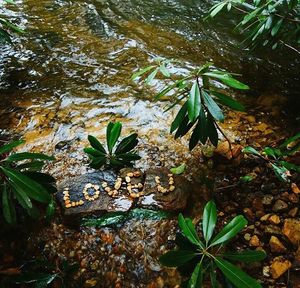 Plants growing in water