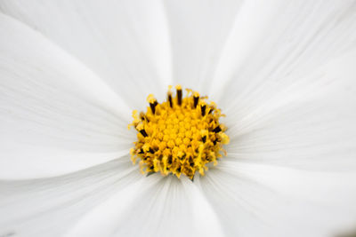 Close-up of white daisy flower