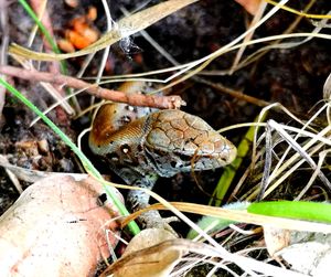 Close-up of insect on dry grass