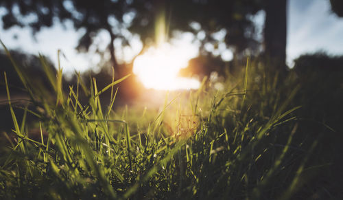 Close-up of grass on field against sky during sunset