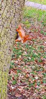 View of squirrel on tree trunk