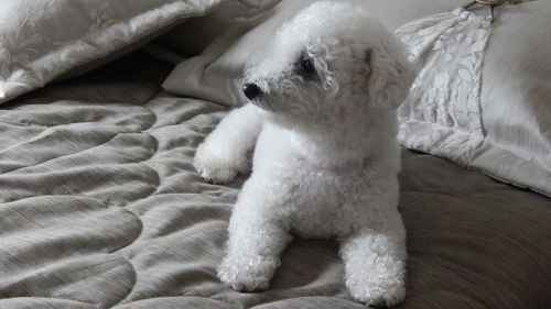 Bichon frise resting on bed at home