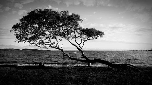 Tree by sea against sky