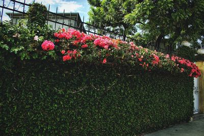 Low angle view of flowers on tree against sky