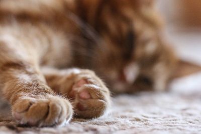 Close-up of cat relaxing outdoors