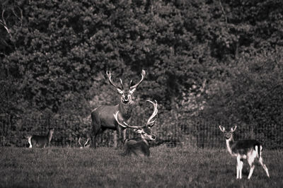 Stag standing on grassy field against trees