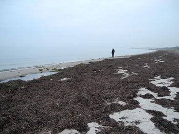 Seaweed on shore with man standing on shore at beach