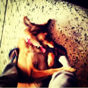 pets