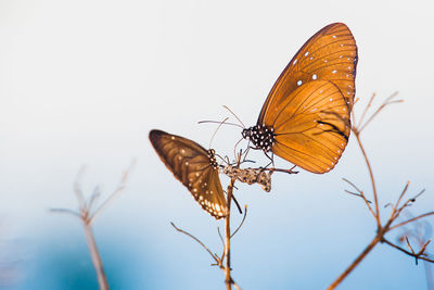 Close-up of butterfly pollinating flower