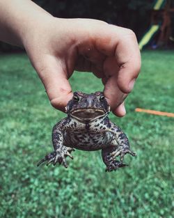 Cropped image of man holding toad against grassy field