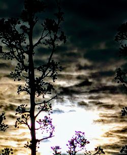 Low angle view of flower tree against sky