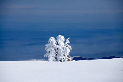 White flower on snow covered land against sky