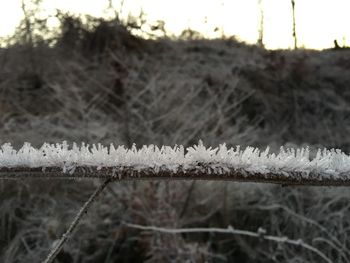 Close-up of frost on sunny day