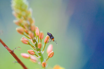 Close-up of insect on flower