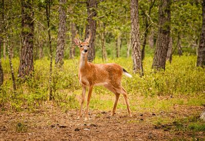 Deer in a forest in summer