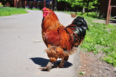 Rooster in a zoo