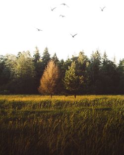 Birds flying over field against clear sky