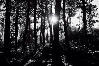 Full frame shot of trees against sky during sunset