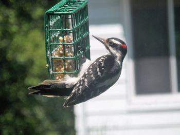 Downey woodpecker 
