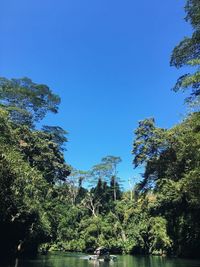 Trees growing in forest against clear blue sky