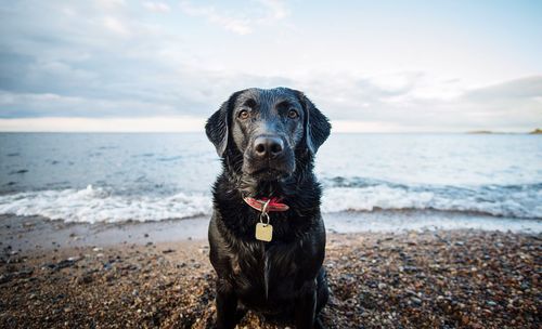 Portrait of dog at beach against sky