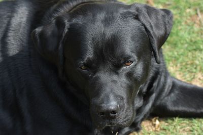 Close-up portrait of black dog