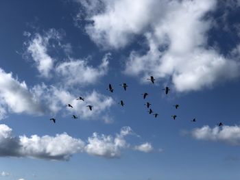 Canada geese flying 