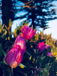 Close-up of pink flowering plants