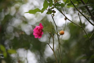 Close-up of pink flowering plant