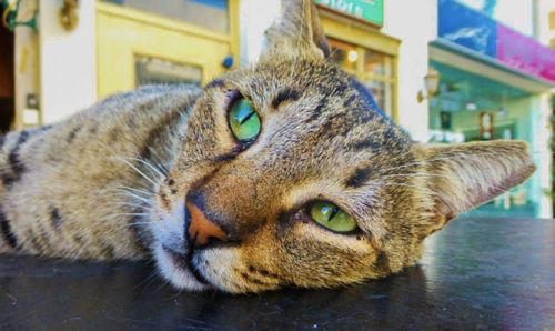 Close-up portrait of a cat