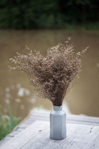 Close-up of plant on table