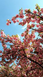 Low angle view of cherry blossoms against sky