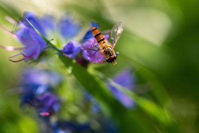 Close-up of bee pollinating on purple flower