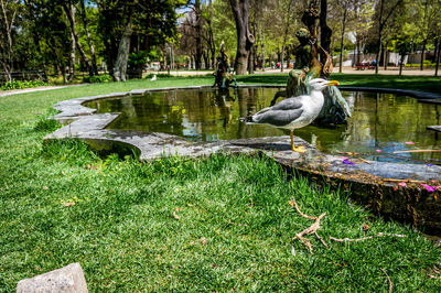 High angle view of birds in pond