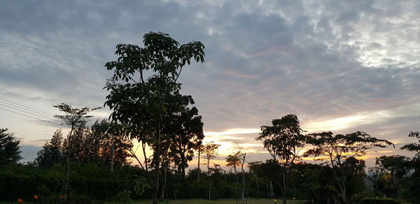 Low angle view of silhouette trees against sky during sunset