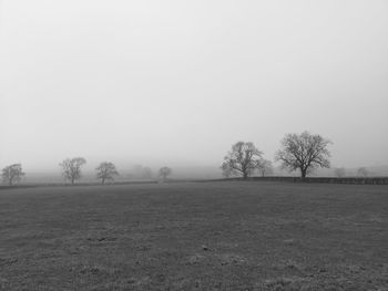 Trees on field against sky