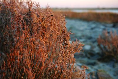 Close-up of plants growing on rock