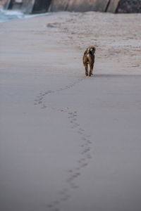 Dog walking on beach