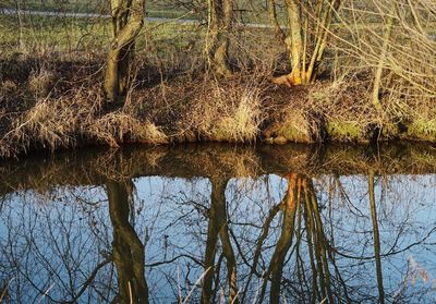 Reflection of tree in lake