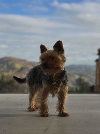 Dog standing on footpath against sky