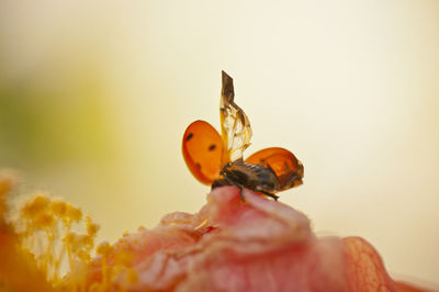 Close-up of ladybug