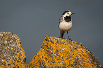 Close-up of bird perching on rock