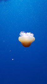 Close-up of jellyfish against blue background