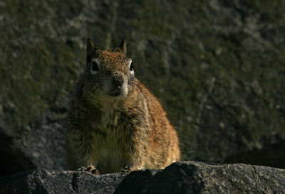 Close-up of lizard on rock