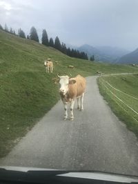 View of sheep on road