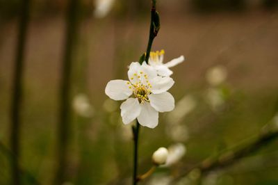 Close-up of white flowers