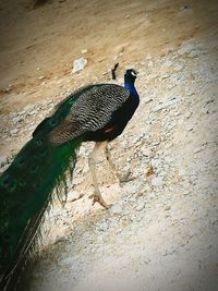 Close-up of peacock