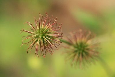 Close-up of dandelion on plant