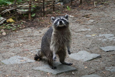 Portrait of an animal