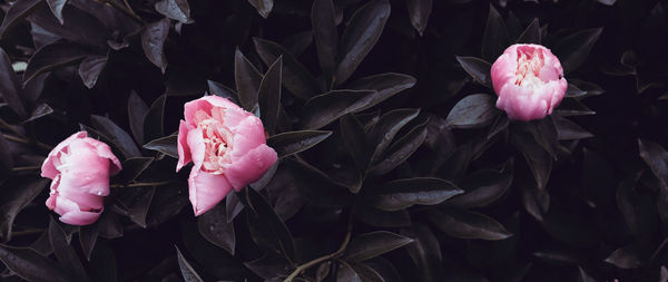 Close-up of flowers